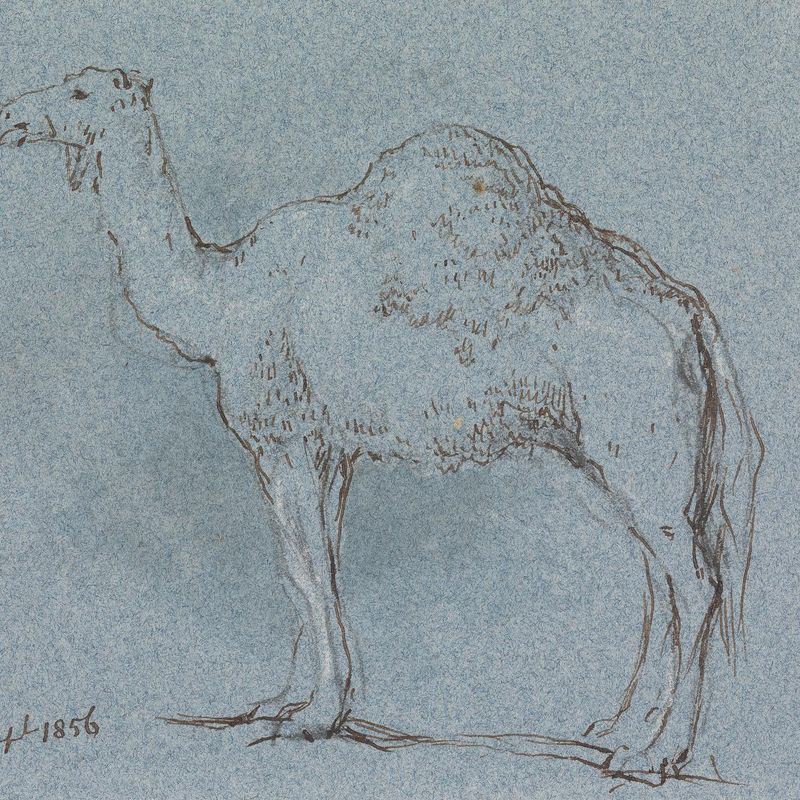 A Camel, Facing Left, Sept. 1856