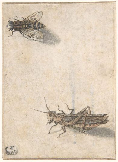 A Grasshopper and a Bee