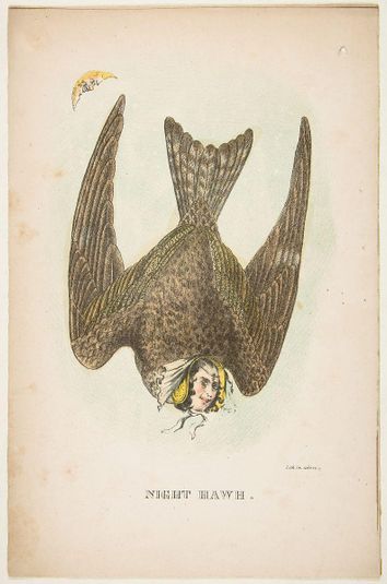 Night Hawk, from The Comic Natural History of the Human Race