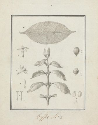 Coffea arabica L. (Arabica Coffee): finished drawing of leafy shoot, with details of flowers, leaf, and fruits