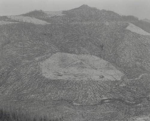 Area Clearcut Prior to 1980 Eruption Surrounded by Downed Trees--Clearwater Creek Valley--9 Miles East of Mount Saint Helens, Washington
