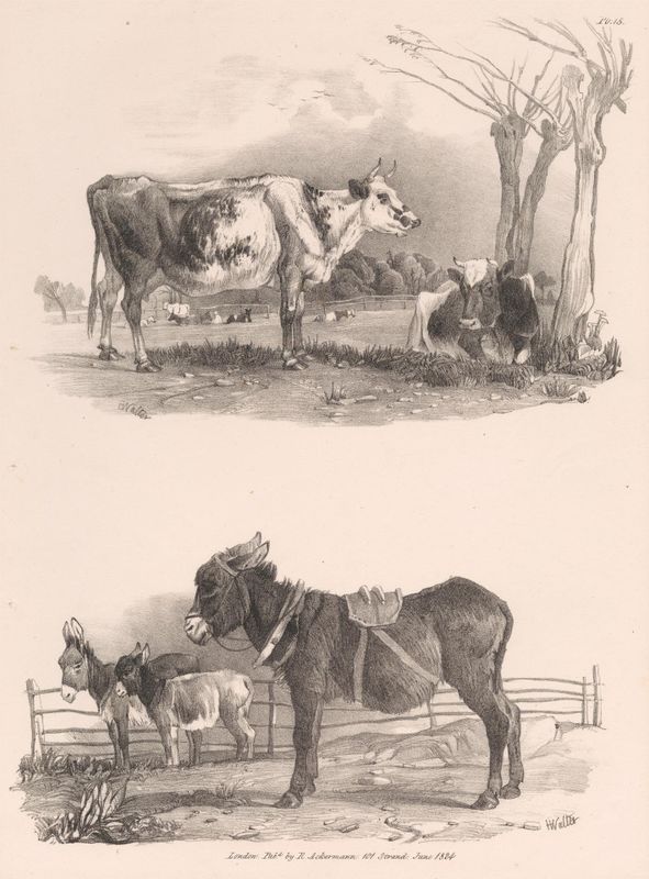 Untitled Images of Livestock, Plate 15