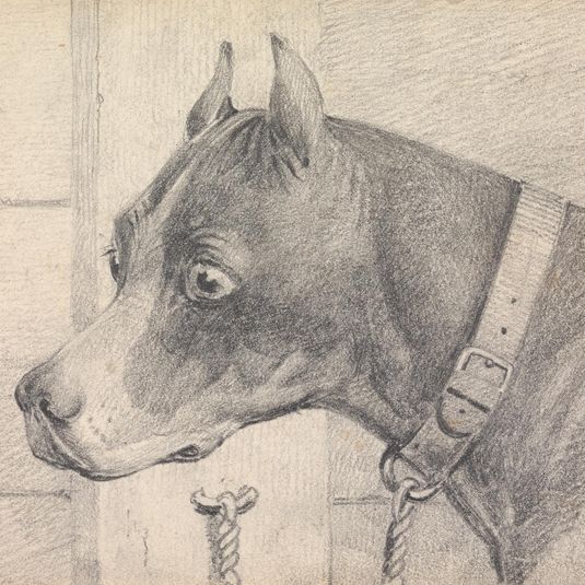 Head and Shoulders of a Boxer Dog, Profile Left, Wearing a Leather Collar A ttached to a Ring Post