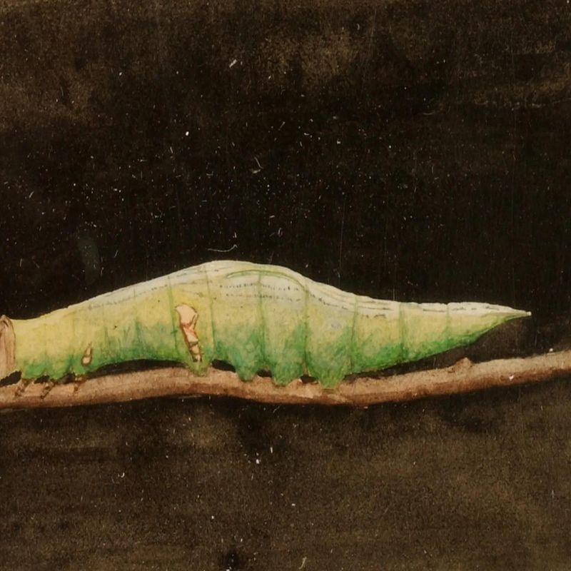 Larger Spotted Beach Leaf Edge Caterpillar, study for book Concealing Coloration in the Animal Kingdom