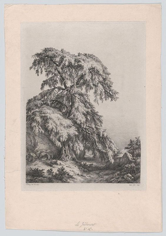 The Juniper Tree, Fontainbleu