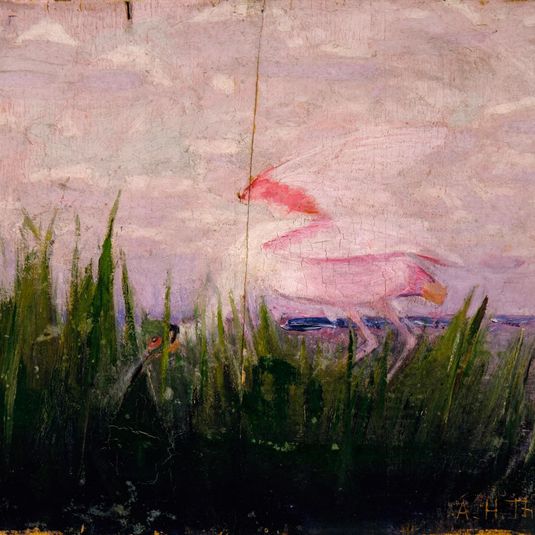 Roseate Spoonbill, study for book Concealing Coloration in the Animal Kingdom