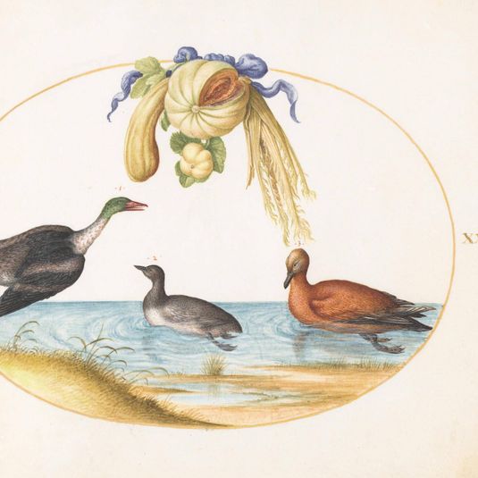 Animalia Volatilia et Amphibia (Aier): Plate XXXVIII