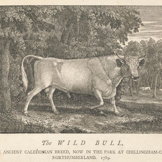 The Wild Bull, of the Ancient Caledonian Breed, Now in the Park, at Chillingham-Castle, Northumberland.