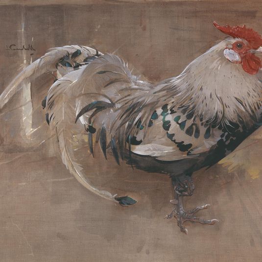 The Spangled Cock