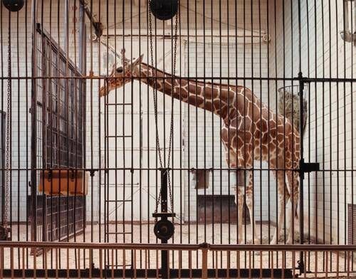 Giraffe, St. Louis Zoological Park