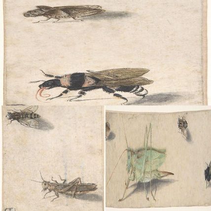 Dutch drawings of Insects (Grasshopper, Bee, Bumble Bee, Fulgoroid, Katylid and Fly)