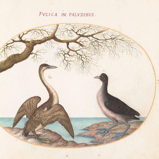 Animalia Volatilia et Amphibia (Aier): Plate XXVI