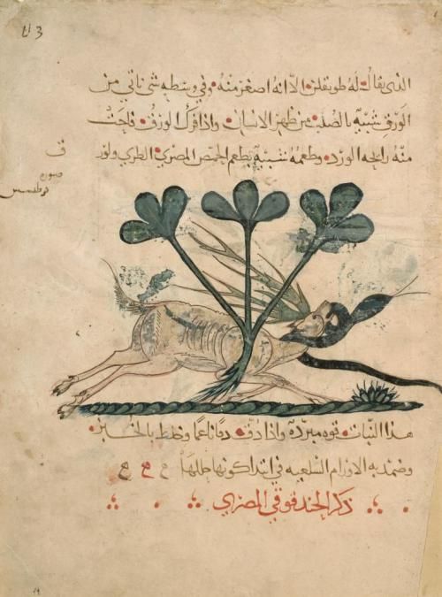 Stag, Serpent and Herb (recto) A Page from the manuscript "De Materia Medica" by Dioscorides