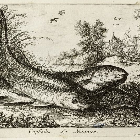 Diverses espèces de poissons d'eau douce, première partie, Le meunier (Robert-Dumesnil 457, Bartsch 43)