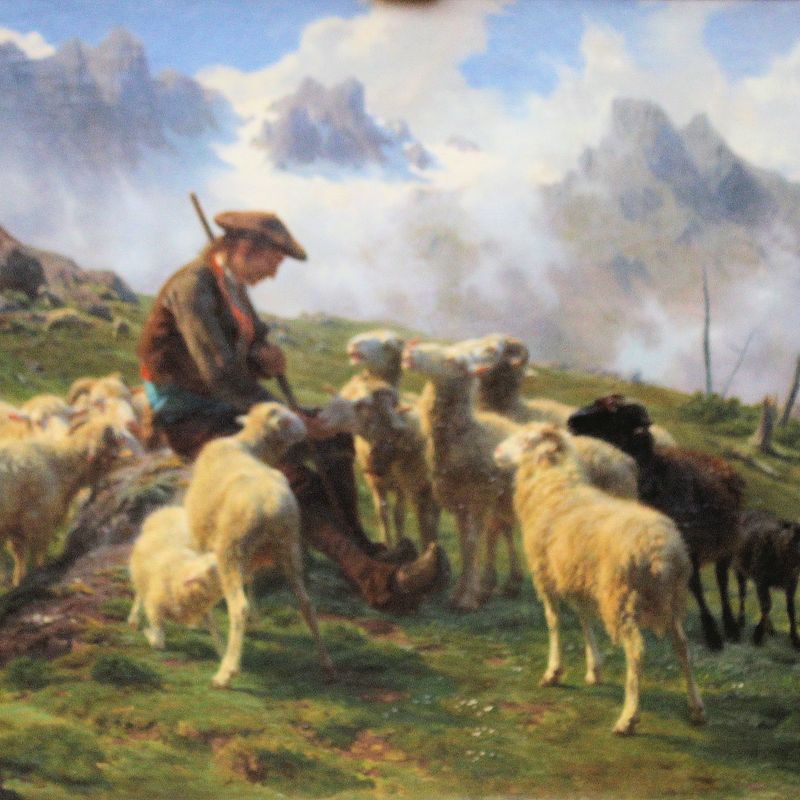 Pyrenean Shepherd Offering Salt to his Sheep