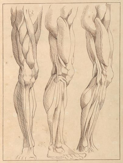 Anatomical Studies of Legs, October 13, 1716