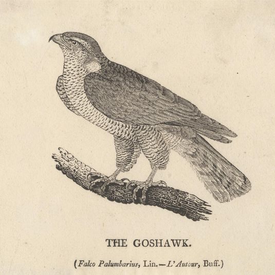 The Goshawk