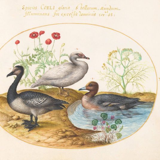 Animalia Volatilia et Amphibia (Aier): Plate XXIX