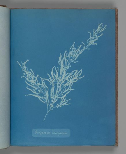 Sargassum bacciferum