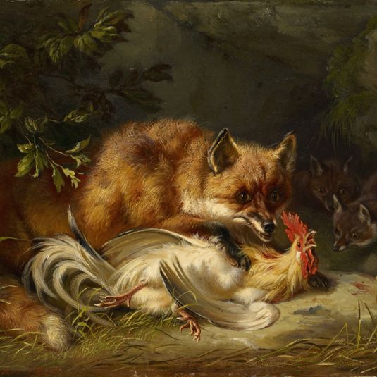 Fox Attacking A Cock