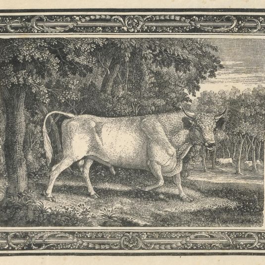 The Wild Bull of Chillingham
