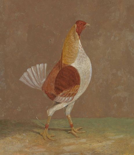 Fighting Cocks: a Pale-Breasted Fighting Cock, Facing Right