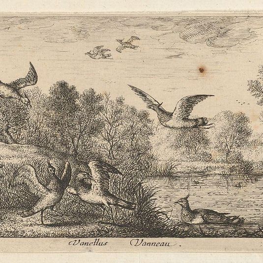 Vanellus, Vanneau (The Lapwing): Livre d'Oyseaux (Book of Birds)