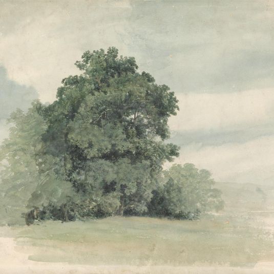 Study of Trees at the Edge of a Field