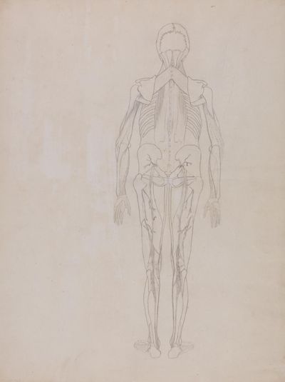 Human Figure, Posterior View (Outline drawing for the key figure of an unpublished plate)