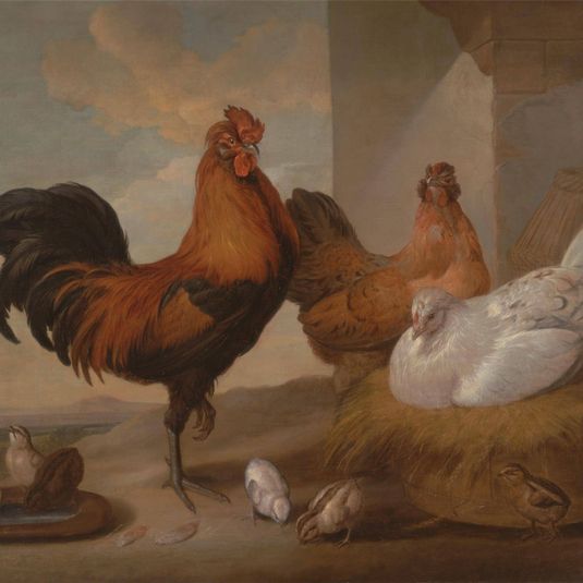 Domestic Cock, Hens, and Chicks