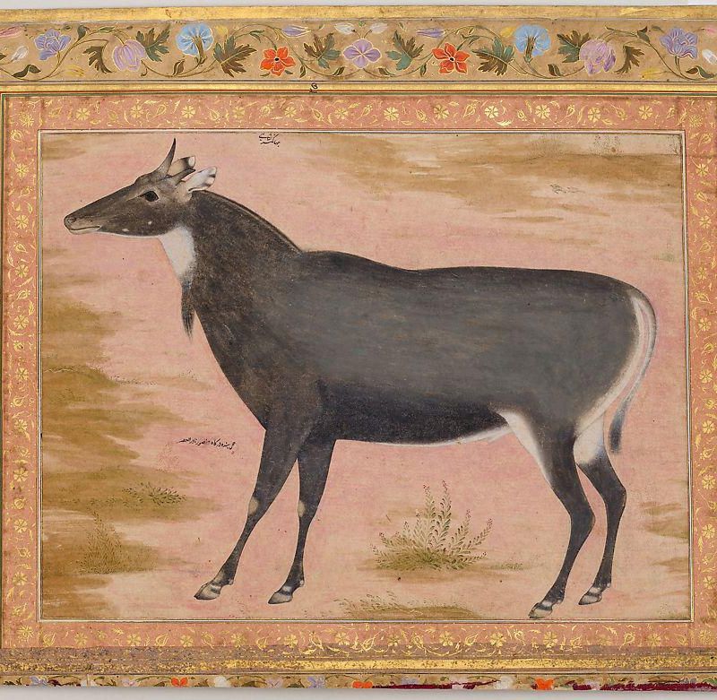 "Study of a Nilgai (Blue Bull)", Folio from the Shah Jahan Album