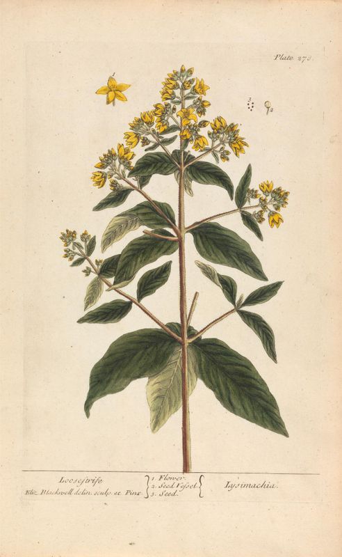 Lysimachia (Loosestrife), Plate 278 from 'A Curious Herbal', volume II, London, 1737