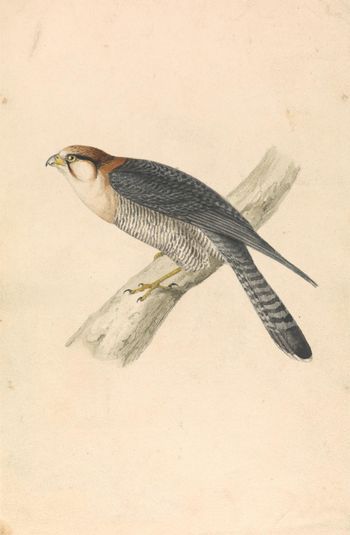 Rufous Necked Falcon
