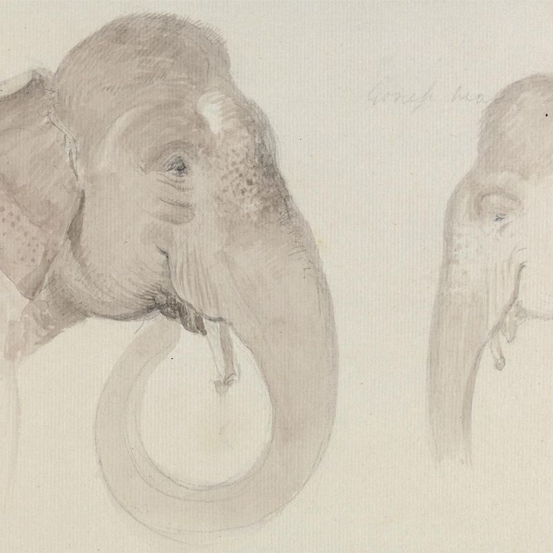 Two Studies of an Indian Elephant's Head