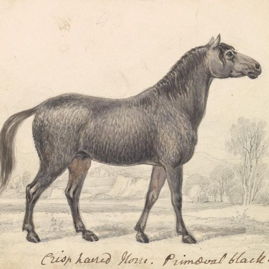 Crisp-Haired Horse, Primeval Black Stock
