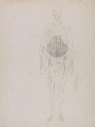 Human Figure, Anterior View (Largely in outline)