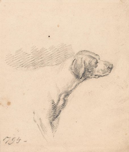 Study of a Hound: Head and Shoulders, Facing Right