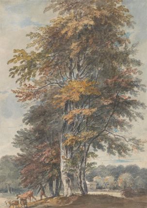 Landscape with beech trees and man driving cattle and sheep