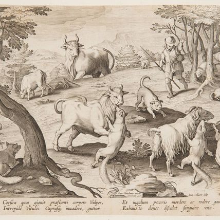 Bulls and goats attacked by foxes