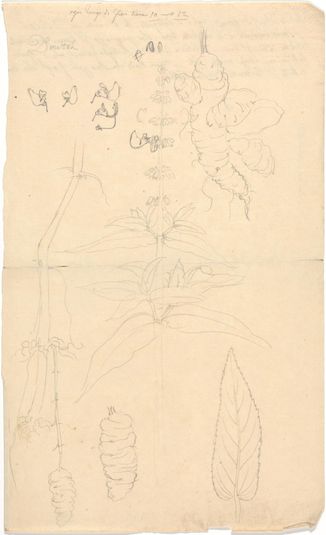 Coleus edulis (Ethiopian potato): outline sketches of flowering stem, tubers, details of leaf and flowers