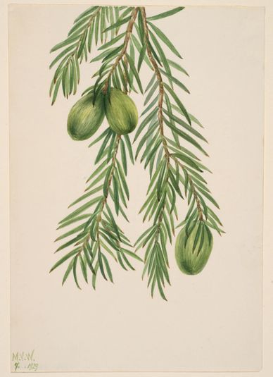 California Nutmeg (Tumion californicum)