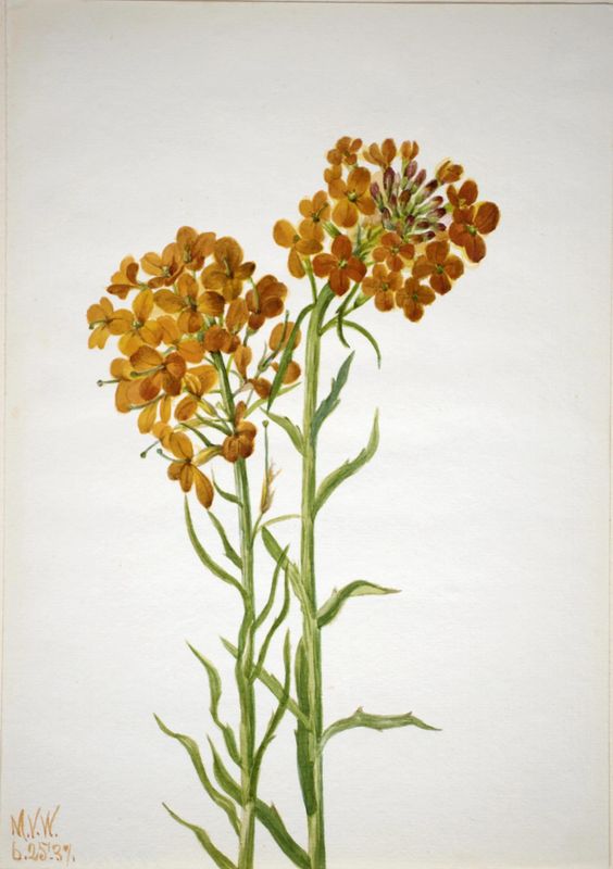 Wallflower (Erysimum wheeleri)