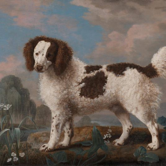 Brown and White Norfolk or Water Spaniel