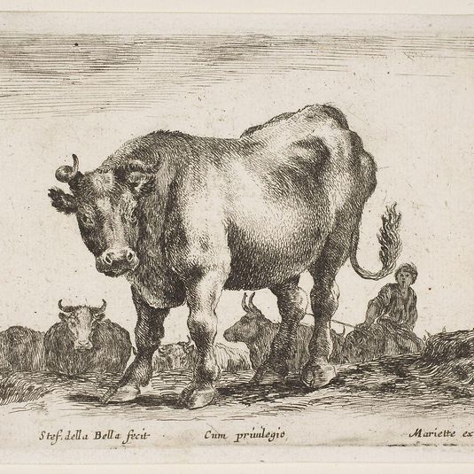 Plate 8: cow, from 'Various animals' (Diversi animali)