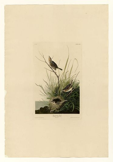Plate 149 Sharp-tailed Finch
