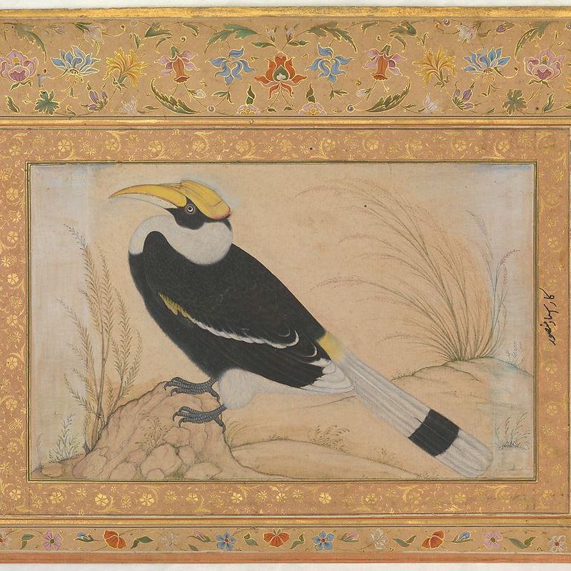 "Great Hornbill", Folio from the Shah Jahan Album