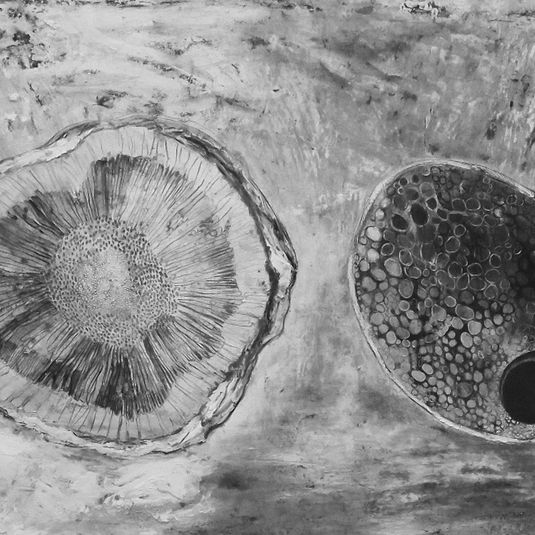 Cross Section of Stems (Some of the Sum of #31)