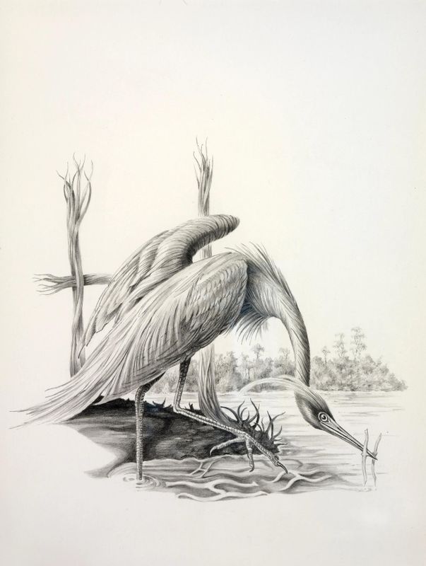 A Heron, from Lettered Creatures