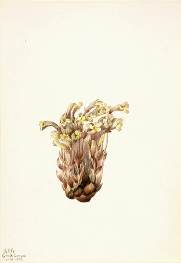 Broomrape (Orobanche fasciculata)