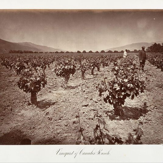 Vineyard of Camulos Ranch